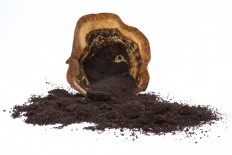Researchers in Taiwan have developed a method that transforms waste coffee grounds into a novel replacement for the graphite normally used in lithium ion batteries.