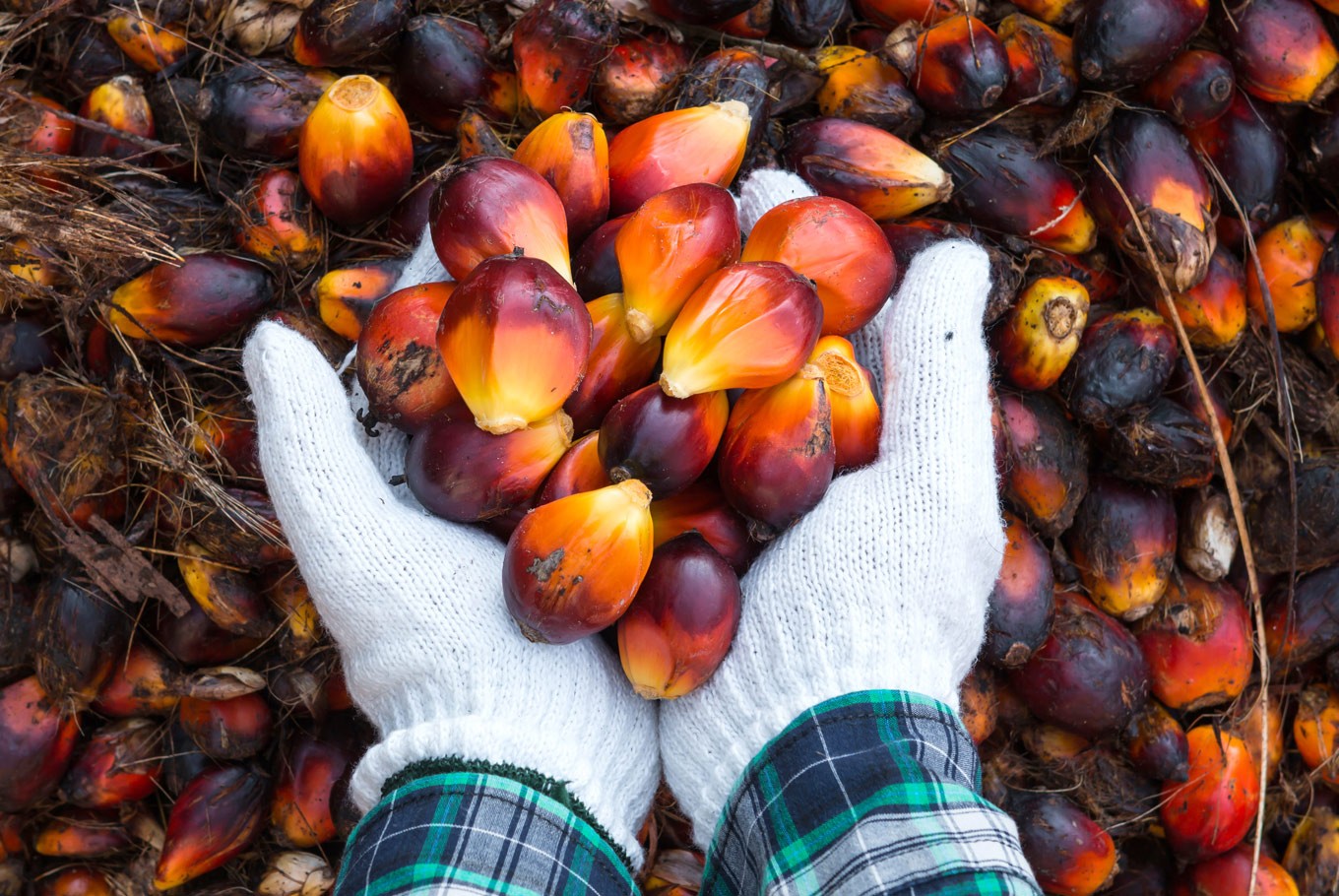 Malaysia plans to halt palm oil expansion to avoid bad image - SE Asia -  The Jakarta Post