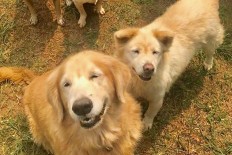 Stray animals: Secret life behind every city