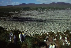 World's biggest king penguin colony shrinks 90 percent