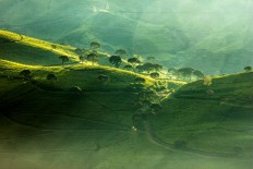 Sunbeams are viewed over a tea plantation in Pangalengan, West Java.