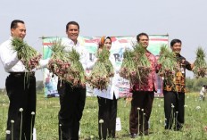 Indonesia ships 5,600 tons of shallots to Thailand