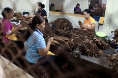 Female workers sort dried Vorstenlanden tobacco leaves before going to the cutting machine. JP/Magnus Hendratmo