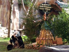Award-winning panda gets bamboo ‘tumpeng’ for birthday