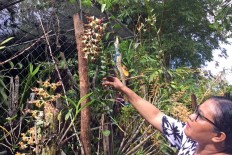 Susi Wanggai's enchanting garden of Papuan orchids