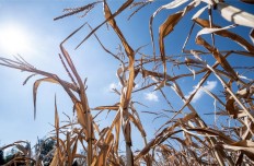 A dried corn field is pictured on August 6, 2018 in Mitschdorf, eastern France, as a heatwave sweeps across Europe. 