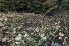 Lotus leaves in Korakuen Garden, Okayama, are withered during the summer. JP/Rosa Panggabean