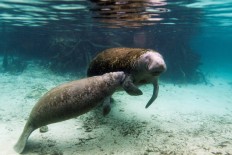 A manatee calf nurses from its mother inside of the Three Sisters Springs in Crystal River, Florida January 15, 2015