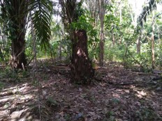 Despite court victory, Jambi rape victim unable to return home 