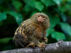 Bukittinggi Zoo to welcome three new species 