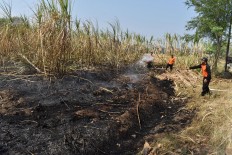 Man burns to death in sugarcane field in Blitar