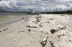 'Devastating' dolphin loss in Florida red tide disaster
