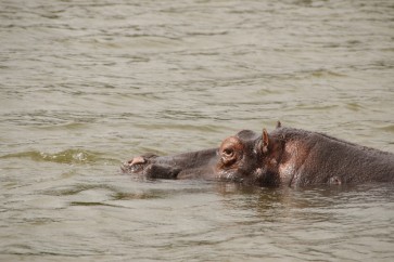 Oldest hippopotamus in captivity dies at 59: Jerusalem zoo