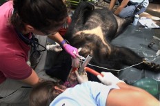 Vietnam's caged bears dying off as bile prices plummet