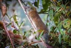 Rare 'bamboo rat' photographed at Machu Picchu