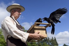 Rubbish-collecting crows a star attraction at French theme park