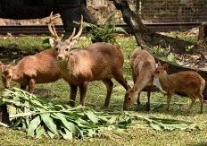 Birth of Bawean fawn adds joy to 2018 Asian Games 