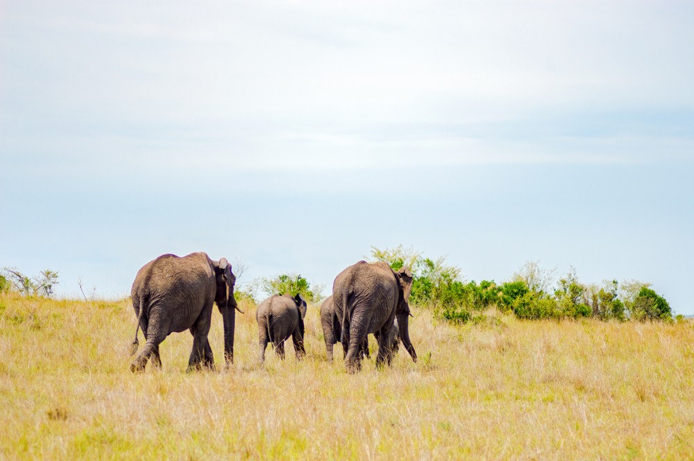 Four-tusked ‘elephant’ on display at Bandung museum – in fossils