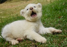 Pasuruan zoo welcomes birth of white lion cub