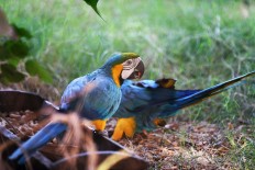 Birds that blush: Scientists document an animal mystery