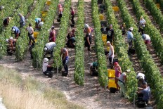 French Champagne makers see stars aligned for record harvest