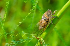 Mobile phone radiation may be killing insects: German study