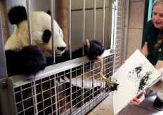 Cuddliest artist in Vienna, panda's paintings go on sale