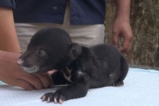Banjarnegara zoo welcomes birth of sun bear