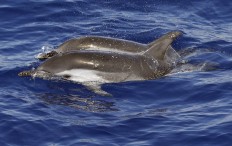 Unfit for porpoise: Naughty dolphin causes French beach ban