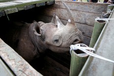 'Saving species with feces': Rhino poo aids conservation study