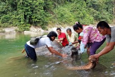 Exploring the jungle atop an elephant