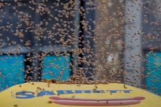 Bees besiege Times Square street, drawing swarm of tourists