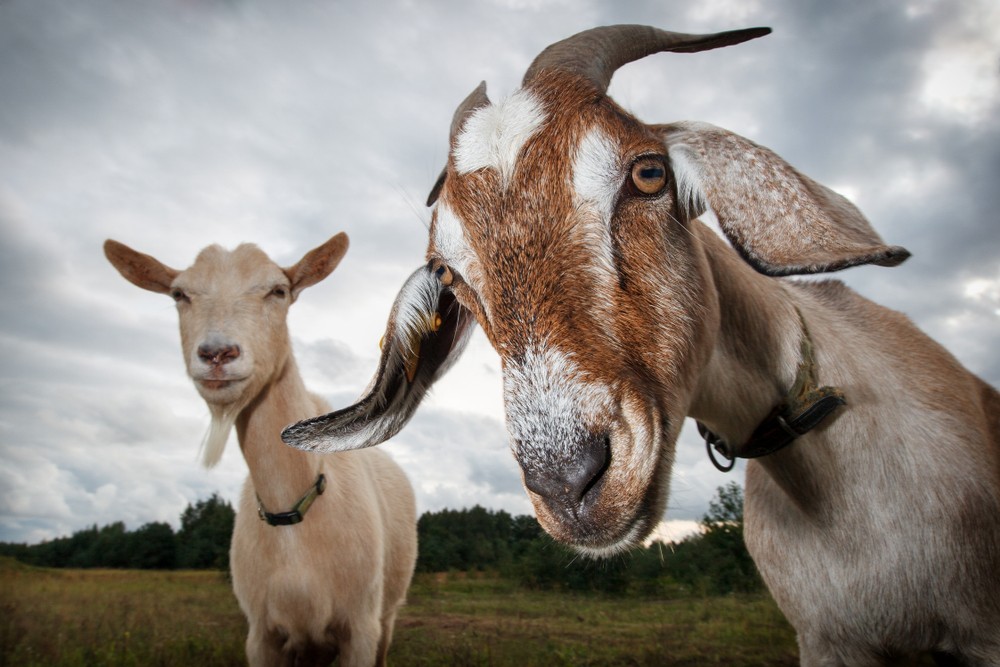 Kid You Not Goats Can Read Your Face Environment The Jakarta Post