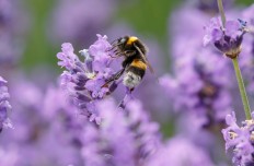 Spying on bees reveals pesticides impair social behavior