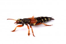 Asian Games: ‘Tomcat’ bites force officials to seek medical treatment