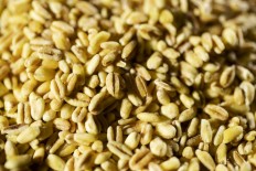 Rising temperatures will stimulate insects' appetites -- and make some prone to reproducing more quickly -- spelling danger for key staples like wheat, corn and rice which feed billions of people, researchers said Thursday.