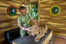 Taman Safari's response to video of allegedly drugged lion