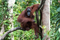 Orangutan numbers drop as much as 30% in Malaysian palm oil estate forests: WWF