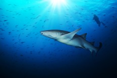 Reef tales: Candid cams reveal shark populations in decline
