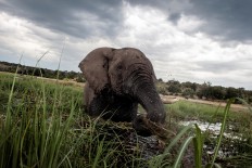 Nearly 100 elephants killed for ivory in Botswana