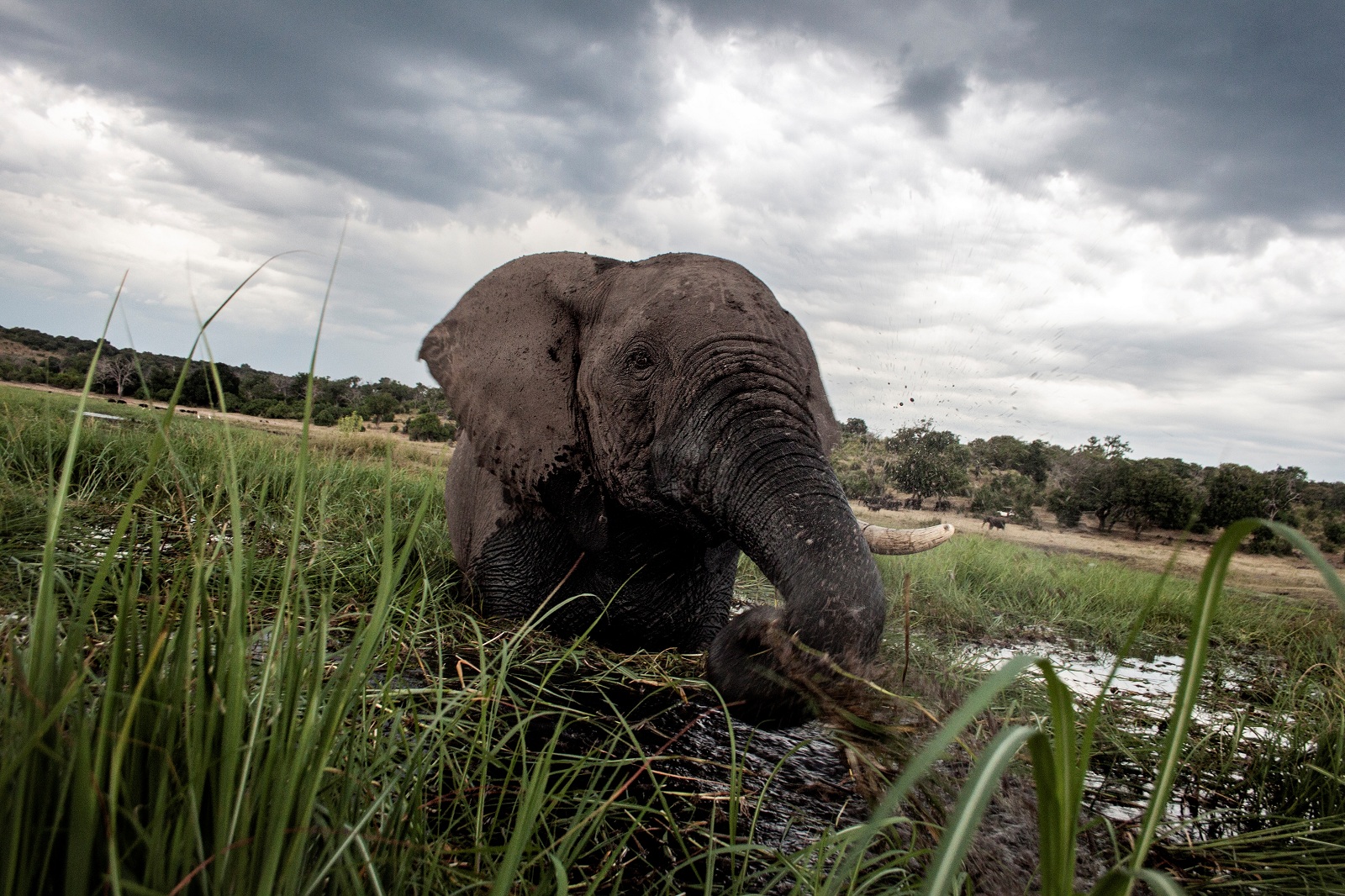 Nearly 100 elephants killed for ivory in Botswana Environment The