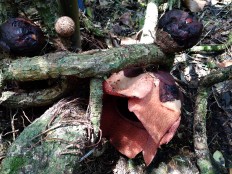 Rafflesia flower blooms at Bogor Botanical Garden