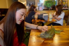 Cambodian reptile cafe slithers into people's hearts