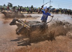 Probolinggo cow race becomes annual tourism spectacle