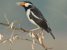 Three songbirds removed from new protected list