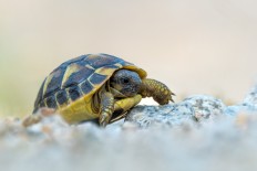 Dozens of rare Hermann's tortoises stolen in Corsica