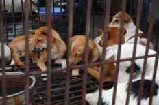  Vietnamese tourist city pledges to phase out dog and cat meat 