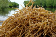 East Nusa Tenggara invites investors to develop seaweed industry