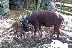 Where are the anoas? Central Sulawesi’s midget buffaloes no longer in sight