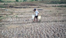 As drought continues, Bogor regency could see crop failures this year